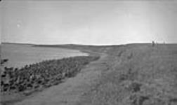 (Native herd #1 - Rufus) Nicholson Island, N.W.T. Aug., 1943