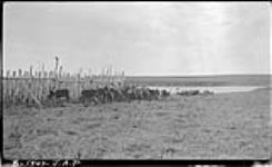 Native herd #1. Rufus herd, Nicholson Island, [N.W.T.]. Part of herd outside corral. Aug., 1943
