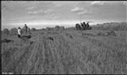 Cutting oats near Edmonton. 1920