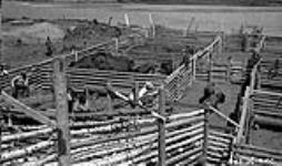 First shipment [of buffalo] in corrals at Waterways. 1943