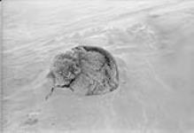 Dog in snow 1949.