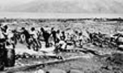 Inuit children hauling white whale hides on wooden rollers. Août 1929.