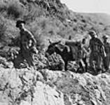 Privates W.H. Rose and R.M. Stuart walking with mule loaded with mortars. 3 Sept. 1943
