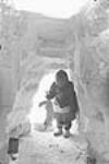 Voyage à Padlei - homme entrant dans un igloo avec une carcasse de renard. [Piqanaaq transportant un renard.] 1949-1950