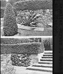 Espalier shrubs in landscape design by Dunington Grubb and Stensson (lantern slide copied from photomechanical reproduction, used by J. Austin Floyd for illustrating lectures) n.d.