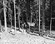 Moose at salt lick near Cameron Lake, Waterton Lakes National Park. Aug. 1952