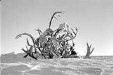 Caribou antlers piled up and serving as a landmark for a nearby cache of caribou meat. 1949-1950.