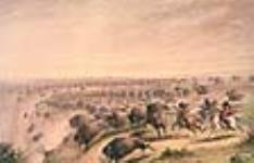 Ravin de bisons. 1867.