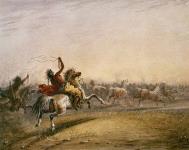 Chevaux sauvages: capture au lasso. 1867