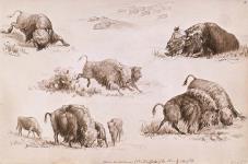 Le bison américain des plaines 12 avril 1862