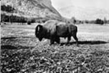 Buffalo in Park, Banff, Alta. 1900-1910