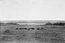 Buffalo in Buffalo Park, Wainwright, Alta. 1900-1910