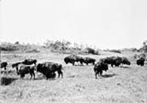 Buffalo in Buffalo Park, Wainwright, Alta. 1900-1910