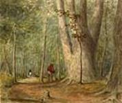 Platane de 18 pieds de circonférence, dans le boisé près de Chatham ca 1840