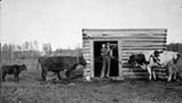 Sawa Szalapaj's son's house being built, Athabasca, Alberta. c 1929