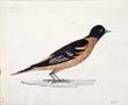 Oiseau non identifié août 12, 1806