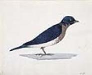 Oiseau bleu ? août 15, 1806