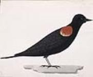 Oiseau à épaulettes, observé à York août 18, 1806