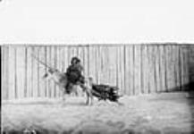 [Woman from the Kainai First Nation (Blood Tribe) seated on a horse pulling a travois loaded with logs, Fort Whoop-Up, Alberta] Original title: Blood Indian woman with travois, Fort Whoop-Up [N.W.T.] Oct. 20, 1881