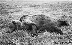 Barren Ground Bear, Bathurst Inlet, Aug. 28, 1915. Aug. 28, 1915