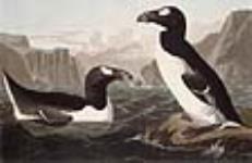 69-341. Grand pingouin 1838