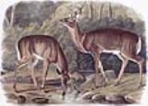 III-46. Cerf ou cerf de Virginie 1848