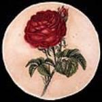 Rose rouge ca 1874