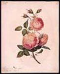 Roses roses 1867