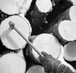 Un bûcheron frappe sur un poinçon de la société portant la lettre « G », signifiant Gatineau, pour marquer les extrémités des billes de 16 pieds à destination desusines de papier de Gatineau de la société Produits forestiers CIP Inc. mars 1943