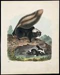 Skunks. 1856