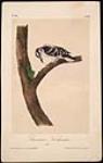 Canadian Woodpecker, Male. n.d.