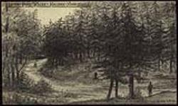In the pine woods Halifax, Nova Scotia. August 9, 1900