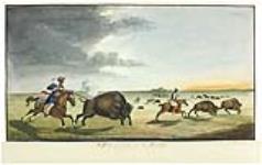 Chasse au bison durant l'été ca 1822