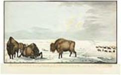 La façon de ramper jusqu'au troupeau de bisons, pendant l'hiver ca 1822