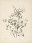 Plate I of "Canadian Wild Flowers" showing Castilleia Coccinea, Orchis Spectabilis, Arum Trephylum and Rudbeckia Fulgida ca. 1869.