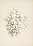 Canadian Wild Flowers, Plate VII ca. 1869.