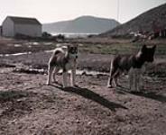 Erecting beacon at Craig harbour - Inuit dogs. 1955