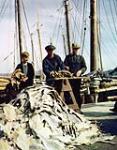 Newfoundland Fishermen at work. 1944