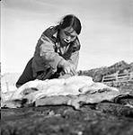 [Taktu cleaning fat from seal skin with an ulu, Kinngait, Nunavut]. [between 1956-1960]