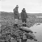 [Mackenzie Porter (left) and James Houston (right) standing next to a seal carcass by the shore]. [between 1956-1960]