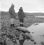 [Mackenzie Porter (left) and James Houston (right) standing next to a seal carcass]. [between 1956-1960]
