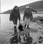 [James Houston (left) and Mackenzie Porter (right) carrying a seal carcass out of the water]. [between 1956-1960]