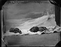 Arnold (Arnolds' Dogs) Dec. 1869