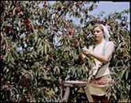Jeanine Melrer of Hamilton, Ontario, picks white cherries on the Clarke farm at Vineland, Ontario.  1949.