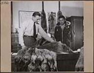 Cree veteran, James Sutherland, brings furs to Hudson's Bay Company post manager Ron Duncan, Moose Factory, Ontario  January, 1946.
