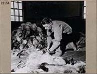 Jim Davies au détachement local de la G.R.C. marquant des fourrures apportées par Frank Dupuis, marchand de fourrures indépendant de Fort George. janvier 1946