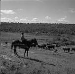 Helen Salkeld riding a horse, Eston, Saskatchewan  August 9, 1954.
