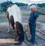 Boy feeding a horse from a bucket at Swan River round-up, Manitoba  June 30, 1956.