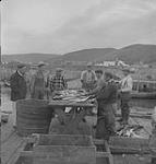 Gaspé 1951, (8) hommes assis à une table garnie de poissons 1951