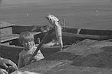 Gaspé 1951, (B) garçon qui soulève un poisson pour le déposer sur la table 1951
